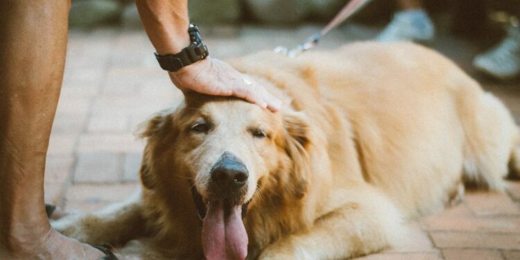 Comment soulager un chien qui a trop chaud ?