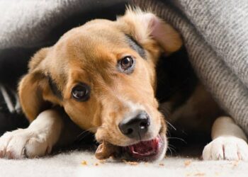 Comment soulager un chien qui a trop manger ?