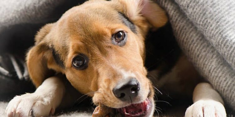 Comment soulager un chien qui a trop manger ?