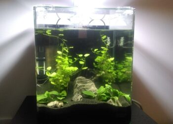 Comment stabiliser le pH d'un aquarium ?