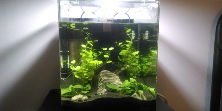 Comment stabiliser le pH d'un aquarium ?