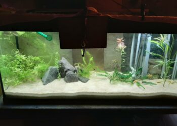 Comment stabiliser le pH d'un aquarium ?