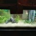 Comment stabiliser le pH d'un aquarium ?