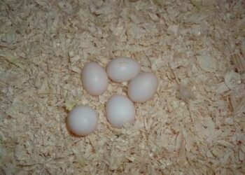 Comment stimuler la reproduction des perruches ?