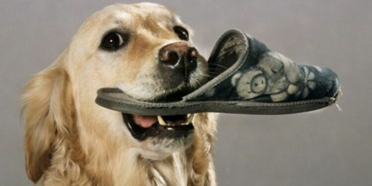 Comment stimuler un chien qui s'ennuie ?