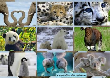 Comment stopper la coprophagie ?