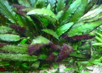 Comment stopper les algues ?