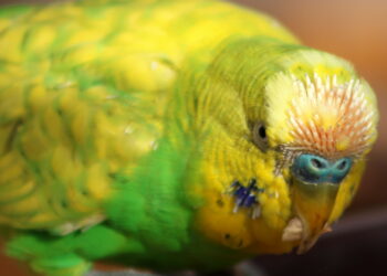 Comment stopper une fausse mue ?