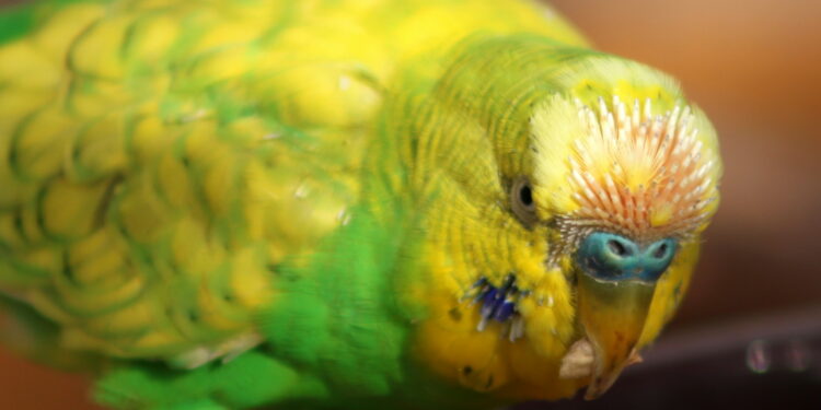 Comment stopper une fausse mue ?