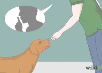 Comment supprimer les aboiements ?