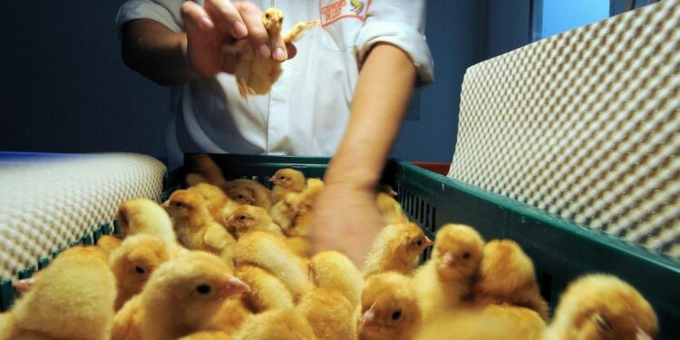 Comment tenir au chaud des poussins sans lampe ?