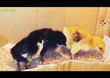 Comment tenir au chaud des poussins sans lampe ?