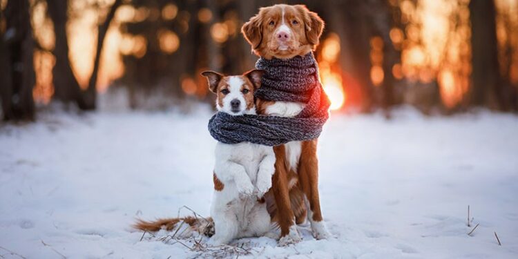 Comment tenir chaud à un chien ?