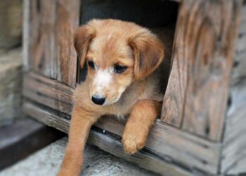 Comment tenir chaud à un chien ?