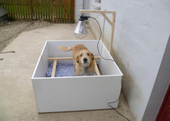 Comment tenir chaud à un chien qui dort dehors ?