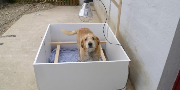 Comment tenir chaud à un chien qui dort dehors ?