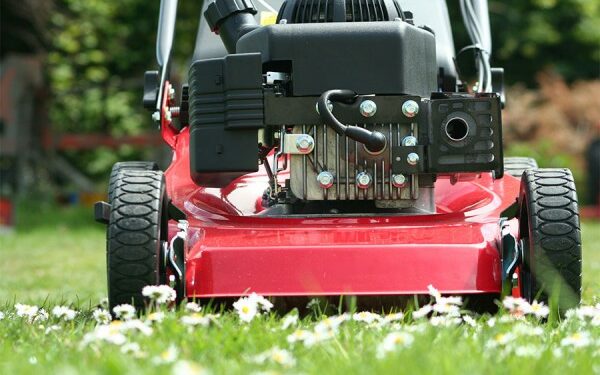 Comment tondre son chat Soi-même ?