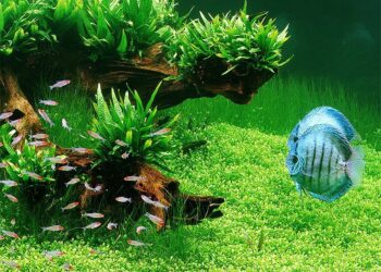 Comment traiter du bois pour aquarium ?