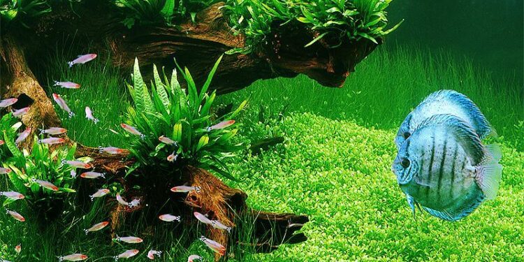 Comment traiter du bois pour aquarium ?