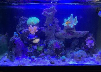 Comment transformer un aquarium d'eau douce en eau de mer ?