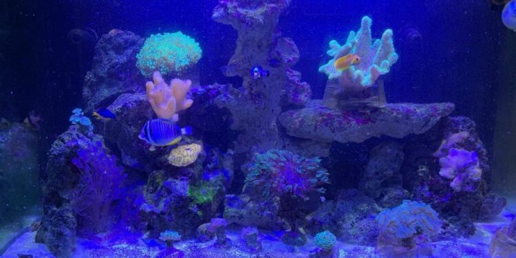 Comment transformer un aquarium d'eau douce en eau de mer ?