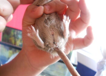 Comment transformer un pied mâle en femelle ?