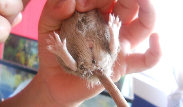 Comment transformer un pied mâle en femelle ?