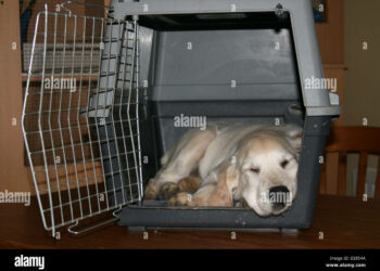 Comment transporter son chien dans la voiture ?