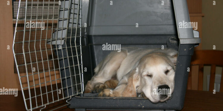 Comment transporter son chien dans la voiture ?