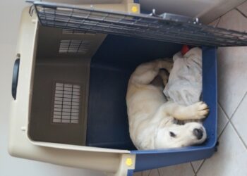 Comment transporter son chien dans la voiture ?