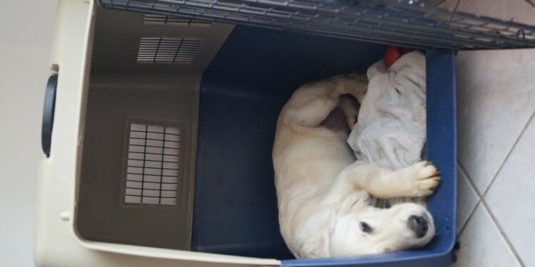 Comment transporter son chien dans la voiture ?