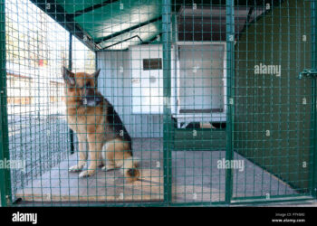 Comment transporter un berger allemand ?