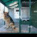 Comment transporter un berger allemand ?