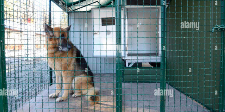 Comment transporter un berger allemand ?