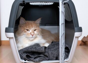Comment transporter un chat qui a peur ?