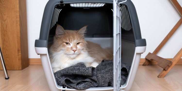Comment transporter un chat qui a peur ?