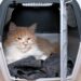 Comment transporter un chat qui a peur ?