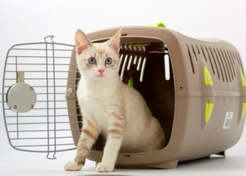 Comment transporter un chat sans qu'il ne stressé ?