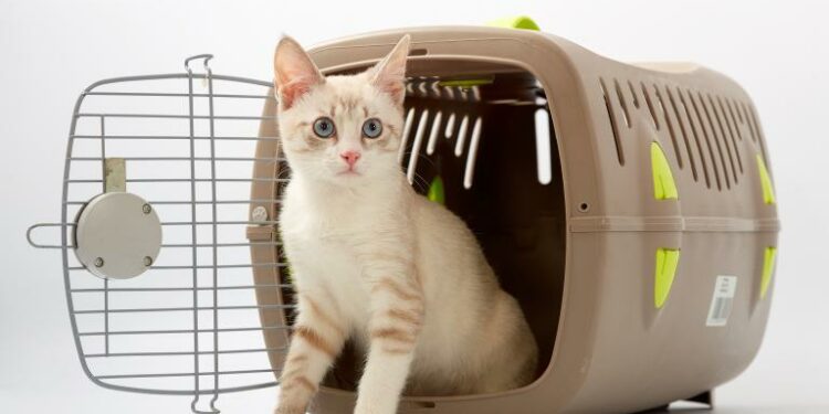 Comment transporter un chat sans qu'il ne stressé ?