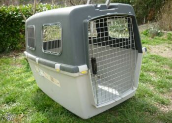 Comment transporter un golden retriever en voiture ?