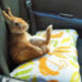 Comment transporter un lapin nain en voiture ?