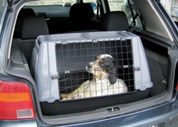 Comment transporter un oiseau sans cage ?