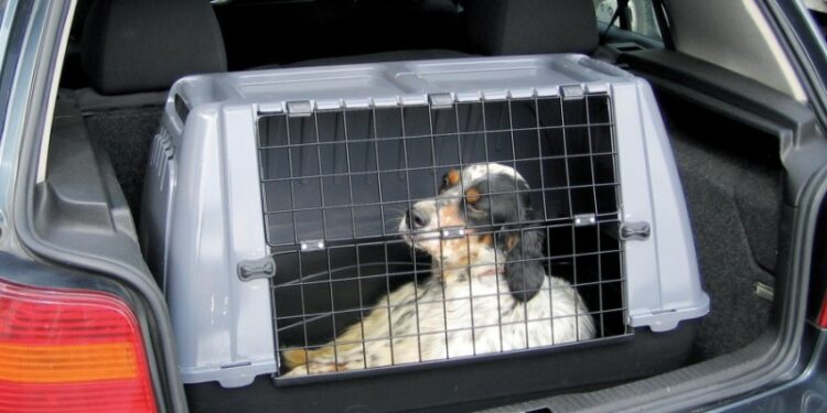 Comment transporter un oiseau sans cage ?