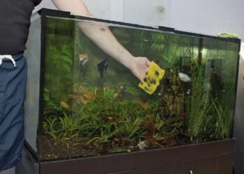 Comment transporter un poisson dans une voiture ?