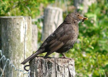Comment trouver le nom d'un oiseau à partir d'une photo ?