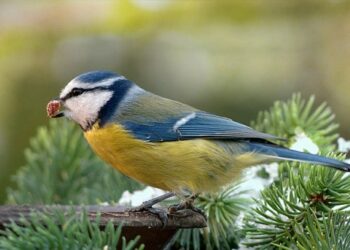Comment trouver le nom d'un oiseau avec une photo ?