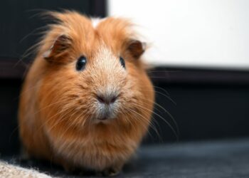 Comment trouver un nid de cloportes ?