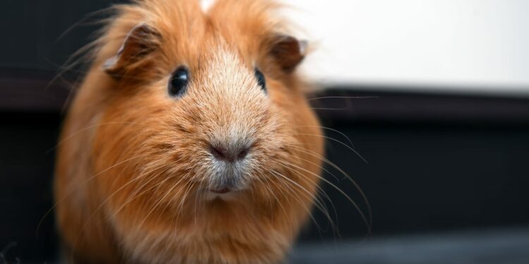 Comment trouver un nid de cloportes ?