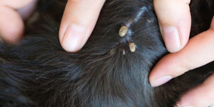 Comment trouver un nid de puces ?