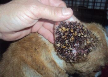 Comment trouver un nid de tiques ?